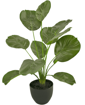De Kunst Calathea 58 cm groen heeft grote, glanzende groene bladeren op lange stelen, in een zwarte pot met aarde, tegen een witte achtergrond.