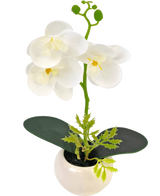 De Kunst Orchidee 28 cm wit in pot heeft drie grote witte bloesems en twee groene bladeren in een kleine witte pot, tegen een effen achtergrond.