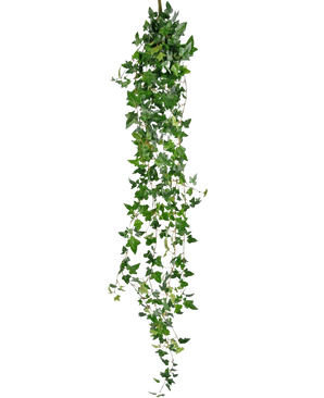 De Kunst hangplant Klimop Boston 180 cm groen heeft lange, hangende groene stelen met puntige bladeren die naar beneden vallen tegen een effen witte achtergrond.