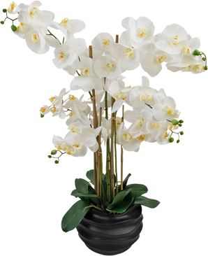 L'Orchidée Artificielle Real Touch 85 cm blanche présente de grandes fleurs d'orchidée blanches au cœur jaune et aux feuilles vertes brillantes, joliment disposées dans un pot en céramique noire.