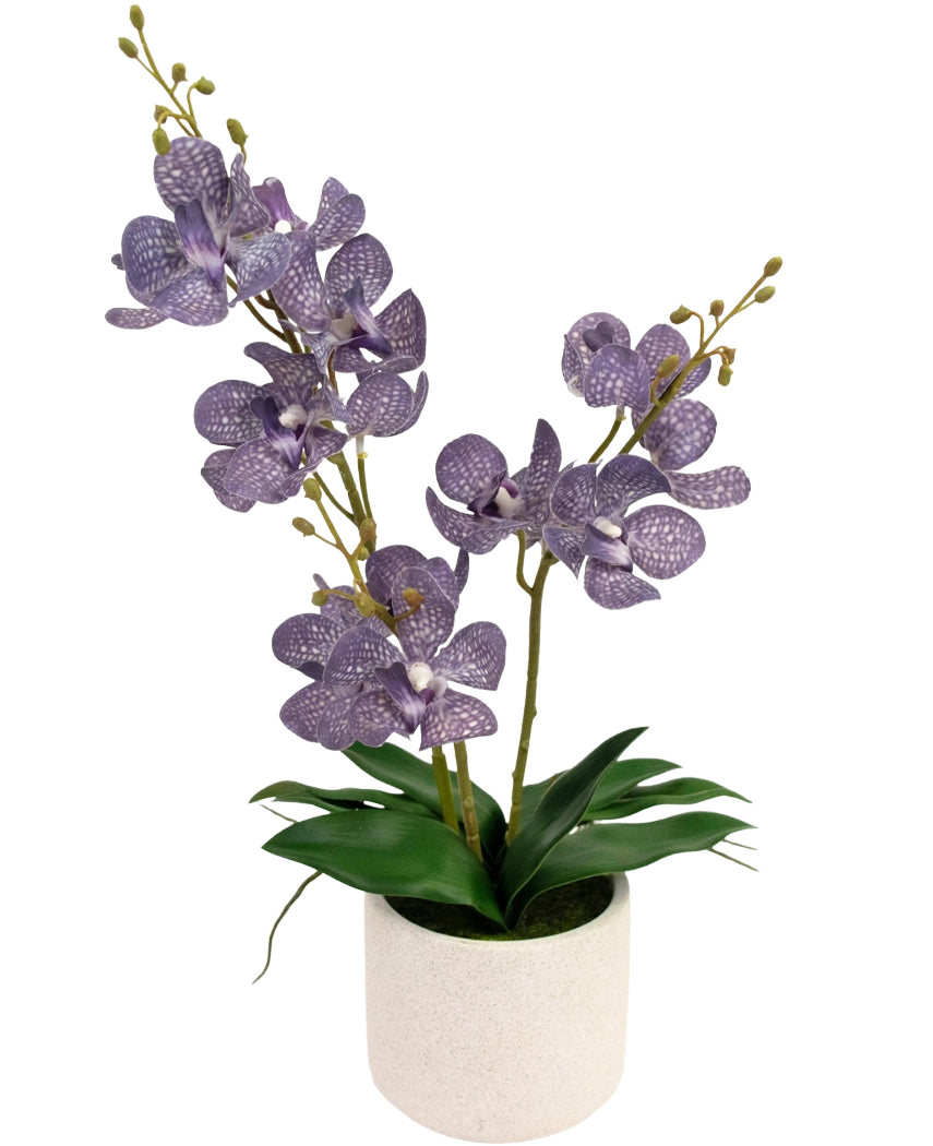 L'Ascocenda artificielle 50 cm violette possède deux tiges de fleurs d'orchidées violettes mouchetées avec des feuilles vertes dans un pot blanc, sur un fond blanc uni.