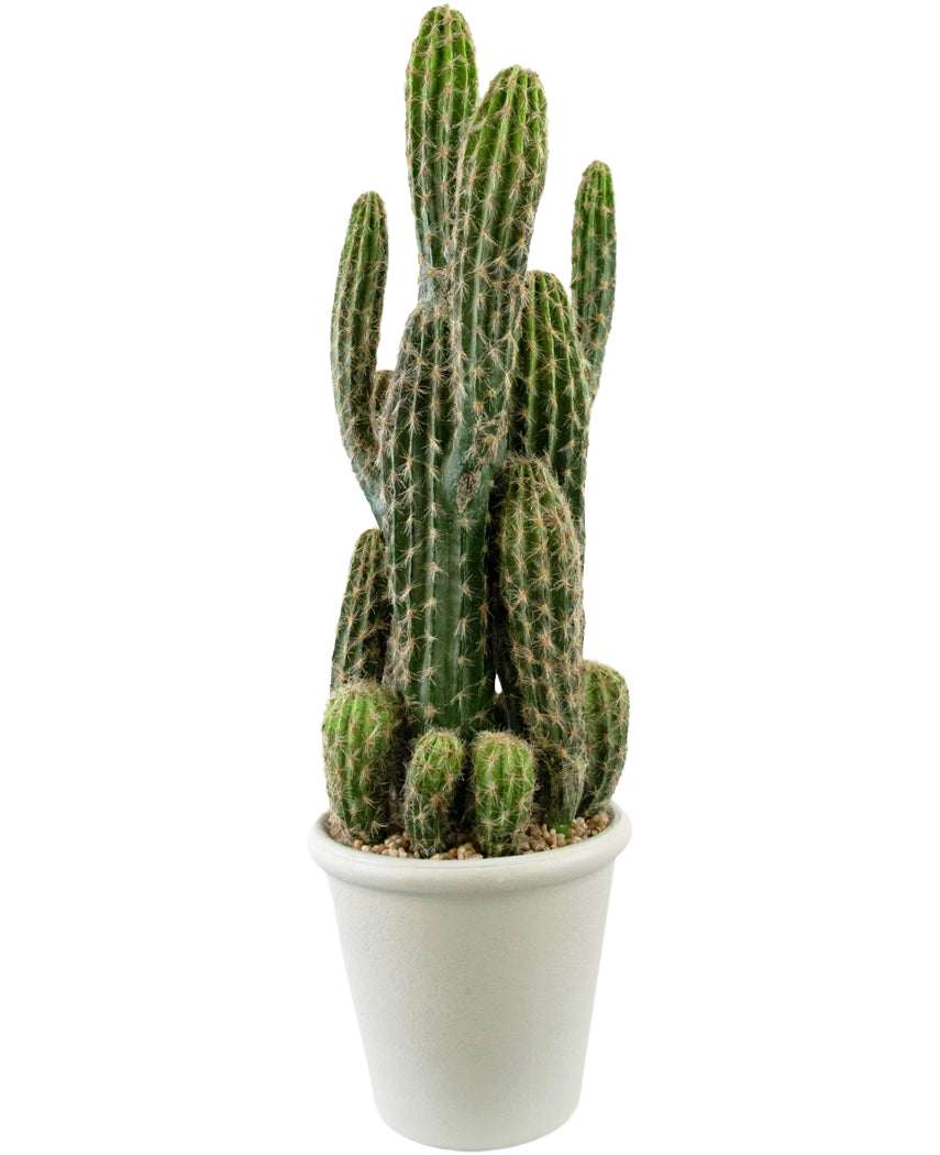 Le Cactus Artificiel 62 cm a de hautes tiges vertes et dressées avec des épines et est présenté dans un pot blanc rempli de galets, sur un fond blanc uni.