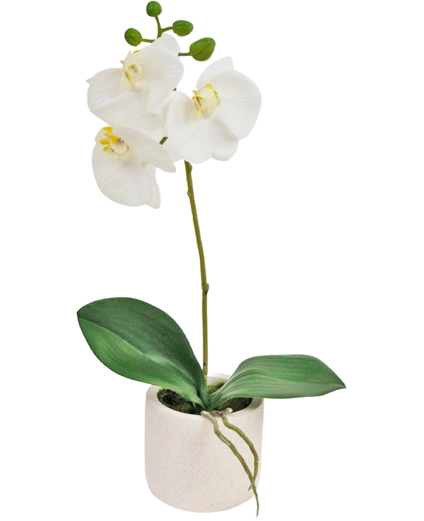 L'orchidée artificielle Real Touch 30 cm blanche présente des fleurs d'orchidées blanches réalistes et des feuilles vertes dans un petit pot blanc, parfait pour ajouter de l'élégance à n'importe quel espace.
