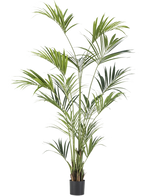 De Kunstplant Kentia Palm 240 cm is een hoge kamerpotplant met lange, slanke groene bladeren op meerdere stelen in een kleine zwarte pot, afgebeeld tegen een effen witte achtergrond.