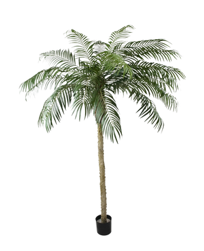 Le Palmier Artificiel Phoenix De Luxe 250 cm possède un tronc structuré et de longues feuilles vertes courbées dans un petit pot noir, sur un fond uni blanc.